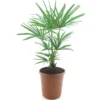 Trachycarpus Fortunei Frosty - Totale Hoogte 80-100 Cm - Pot Ø 26 Cm 1 Trachycarpus Fortunei Frosty - Totale Hoogte 80-100 Cm - Pot Ø 26 Cm -Flora Hart Verkoopwinkel 1991659344