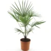 Trachycarpus Fortunei Frosty - Totale Hoogte 120-140 Cm - Pot Ø 32 Cm -Flora Hart Verkoopwinkel 1991659509