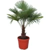 Trachycarpus Fortunei - Stam 30-40 Cm - Totale Hoogte 120-140 Cm - Pot Ø 31 Cm 2 Trachycarpus Fortunei - Stam 30-40 Cm - Totale Hoogte 120-140 Cm - Pot Ø 31 Cm -Flora Hart Verkoopwinkel 1991659635