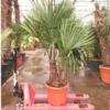 Trachycarpus Fortunei Multitrunk - Totale Hoogte 140-160 Cm - Pot Ø 50 Cm - 45 Ltr [pallet] -Flora Hart Verkoopwinkel 1991660007