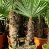 Trachycarpus Fortunei Dubbelstam - Stam A 60-80 Cm - Stam B 50-70 Cm [pallet] -Flora Hart Verkoopwinkel 1991660070