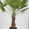 Trachycarpus Fortunei - Stam 70-80 Cm - Totale Hoogte 180-220 Cm - Pot Ø 40 Cm [pallet] -Flora Hart Verkoopwinkel 1991660079