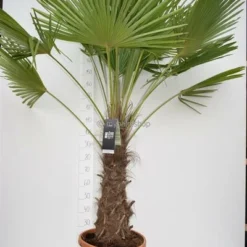 Trachycarpus Fortunei - Stam 70-80 Cm - Totale Hoogte 180-220 Cm - Pot Ø 40 Cm [pallet]