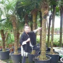 Trachycarpus Fortunei - Stam 70-80 Cm - Totale Hoogte 180-220 Cm - Pot Ø 40 Cm [pallet] -Flora Hart Verkoopwinkel 1991660091
