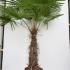 Trachycarpus Fortunei - Stam 80-90 Cm - Totale Hoogte 200+ Cm - Pot Ø 48 Cm [pallet] -Flora Hart Verkoopwinkel 1991660184