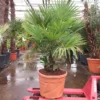 Trachycarpus Fortunei Multitrunk - Totale Hoogte 180+ Cm - Pot Ø 55 Cm 70 Ltr [pallet] -Flora Hart Verkoopwinkel 1991660238