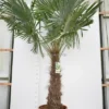 Trachycarpus Fortunei - Stam 120-140 Cm - Pot Ø 50 Cm [pallet] -Flora Hart Verkoopwinkel 1991660403
