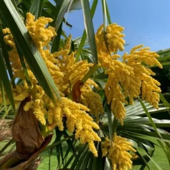 Trachycarpus Fortunei - Stam 180-200 Cm - Pot Ø 70 Cm [pallet] -Flora Hart Verkoopwinkel 1991660616