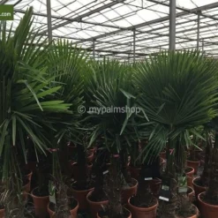 Trachycarpus Fortunei - Stam 180-200 Cm - Pot Ø 70 Cm [pallet] -Flora Hart Verkoopwinkel 1991660619