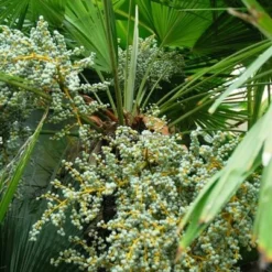 Trachycarpus Fortunei - Stam 225-250 Cm - Pot Ø 80 Cm [pallet] -Flora Hart Verkoopwinkel 1991660715