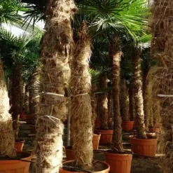 Trachycarpus Fortunei - Stam 300-325 Cm [pallet]