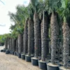 Trachycarpus Fortunei - Stam 500-550 Cm [pallet] -Flora Hart Verkoopwinkel 1991660946
