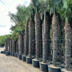 Trachycarpus Fortunei - Stam 500-550 Cm [pallet]
