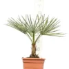 Chamaerops Humilis Cerifera - Totale Hoogte 50-70 Cm - Pot Ø 22 Cm