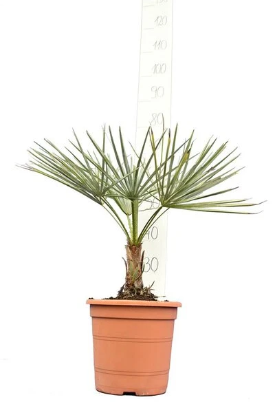 Chamaerops Humilis Cerifera - Totale Hoogte 50-70 Cm - Pot Ø 22 Cm 3 Chamaerops Humilis Cerifera - Totale Hoogte 50-70 Cm - Pot Ø 22 Cm