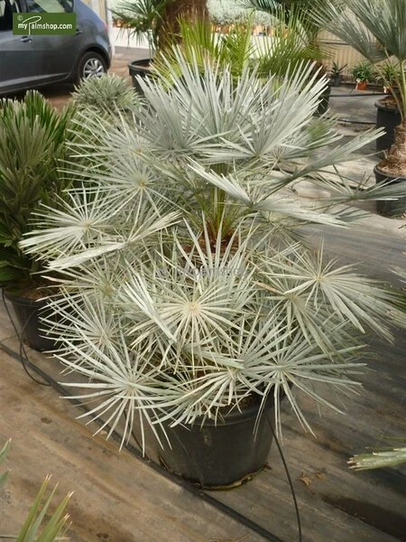 Chamaerops Humilis Cerifera - Totale Hoogte 50-70 Cm - Pot Ø 22 Cm 4 Chamaerops Humilis Cerifera - Totale Hoogte 50-70 Cm - Pot Ø 22 Cm - Afbeelding 2
