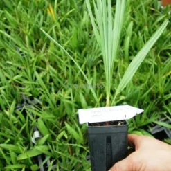 Chamaerops Humilis Cerifera - Totale Hoogte 50-70 Cm - Pot Ø 22 Cm 8 Chamaerops Humilis Cerifera - Totale Hoogte 50-70 Cm - Pot Ø 22 Cm -Flora Hart Verkoopwinkel 1991661171