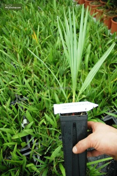 Chamaerops Humilis Cerifera - Totale Hoogte 50-70 Cm - Pot Ø 22 Cm 5 Chamaerops Humilis Cerifera - Totale Hoogte 50-70 Cm - Pot Ø 22 Cm - Afbeelding 3