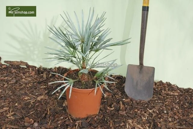 Chamaerops Humilis Cerifera - Totale Hoogte 50-70 Cm - Pot Ø 22 Cm 6 Chamaerops Humilis Cerifera - Totale Hoogte 50-70 Cm - Pot Ø 22 Cm - Afbeelding 4