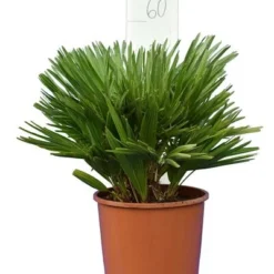 Chamaerops Humilis Vulcano - Totale Hoogte 50-60 Cm - Pot Ø 22 Cm 7 Chamaerops Humilis Vulcano - Totale Hoogte 50-60 Cm - Pot Ø 22 Cm -Flora Hart Verkoopwinkel 1991661204