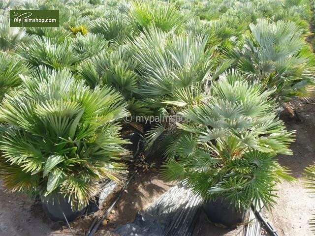 Chamaerops Humilis Vulcano - Totale Hoogte 50-60 Cm - Pot Ø 22 Cm 5 Chamaerops Humilis Vulcano - Totale Hoogte 50-60 Cm - Pot Ø 22 Cm - Afbeelding 3