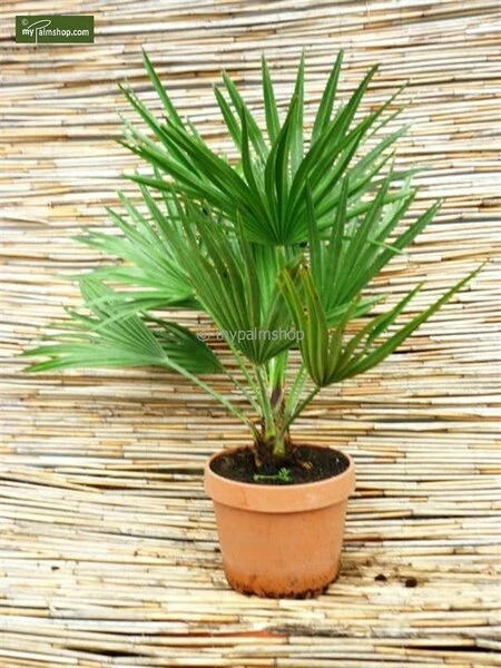 Chamaerops Humilis Vulcano - Totale Hoogte 50-60 Cm - Pot Ø 22 Cm 6 Chamaerops Humilis Vulcano - Totale Hoogte 50-60 Cm - Pot Ø 22 Cm - Afbeelding 4