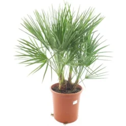 Chamaerops Humilis - Totale Hoogte 80-100 Cm - Pot Ø 27 Cm