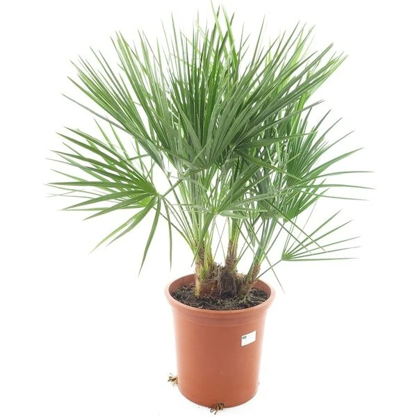 Chamaerops Humilis - Totale Hoogte 80-100 Cm - Pot Ø 27 Cm 3 Chamaerops Humilis - Totale Hoogte 80-100 Cm - Pot Ø 27 Cm