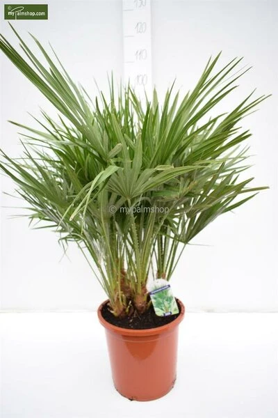 Chamaerops Humilis - Totale Hoogte 80-100 Cm - Pot Ø 27 Cm 4 Chamaerops Humilis - Totale Hoogte 80-100 Cm - Pot Ø 27 Cm - Afbeelding 2