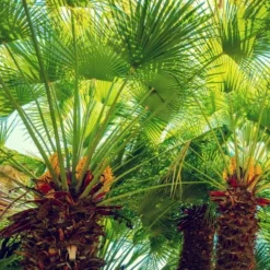 Chamaerops Humilis - Totale Hoogte 80-100 Cm - Pot Ø 27 Cm 9 Chamaerops Humilis - Totale Hoogte 80-100 Cm - Pot Ø 27 Cm -Flora Hart Verkoopwinkel 1991661249