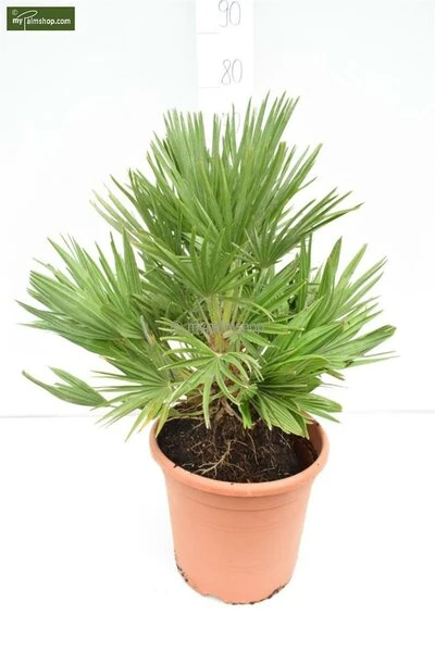 Chamaerops Humilis Vulcano - Totale Hoogte 60-80 Cm - Pot Ø 28 Cm 5 Chamaerops Humilis Vulcano - Totale Hoogte 60-80 Cm - Pot Ø 28 Cm - Afbeelding 3