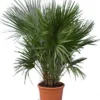 Chamaerops Humilis - Stam 15-30 Cm - Totale Hoogte 90-110 Cm - Pot Ø 40 Cm [pallet]