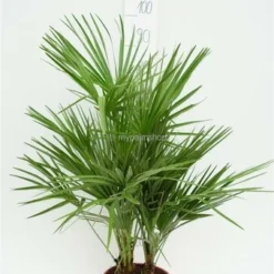 Chamaerops Humilis - Stam 15-30 Cm - Totale Hoogte 90-110 Cm - Pot Ø 40 Cm [pallet] -Flora Hart Verkoopwinkel 1991661369