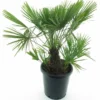Chamaerops Humilis - Stam 20-30 Cm - Totale Hoogte 100-120 Cm - Pot Ø 35 Cm [pallet] -Flora Hart Verkoopwinkel 1991661399