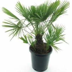 Chamaerops Humilis - Stam 20-30 Cm - Totale Hoogte 100-120 Cm - Pot Ø 35 Cm [pallet]