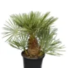 Chamaerops Humilis Cerifera - Stam 20-30 Cm - Totale Hoogte 110-130 Cm - Ø 40 Cm [pallet] -Flora Hart Verkoopwinkel 1991661426