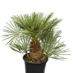 Chamaerops Humilis Cerifera - Stam 20-30 Cm - Totale Hoogte 110-130 Cm - Ø 40 Cm [pallet]