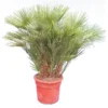 Chamaerops Humilis - Stam 25-35 Cm - Totale Hoogte 160-180 Cm - Pot Ø 58 Cm [pallet]