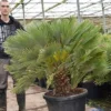 Chamaerops Humilis Vulcano - Totale Hoogte 130-150 Cm - Pot Ø 60 Cm [pallet] -Flora Hart Verkoopwinkel 1991661528