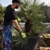 Chamaerops Humilis - Stam 60-80 Cm - Totale Hoogte 170+ Cm - Pot Ø 55 Cm [pallet]