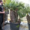 Chamaerops Humilis Cerifera - Stamomtrek 80-90 Cm - Stam 80-90 Cm - Totale Hoogte 200+ Cm - Pot Ø 80 Cm [pallet] -Flora Hart Verkoopwinkel 1991661618