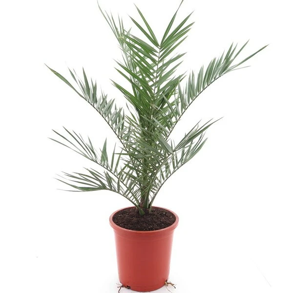 Phoenix Canariensis - Totale Hoogte 80-120 Cm - Pot Ø 26 Cm 3 Phoenix Canariensis - Totale Hoogte 80-120 Cm - Pot Ø 26 Cm