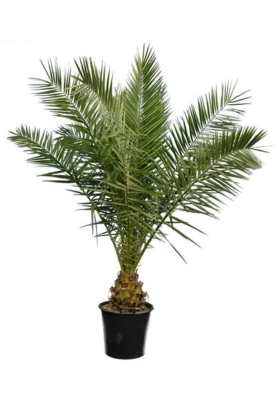 Phoenix Canariensis - Totale Hoogte 80-120 Cm - Pot Ø 26 Cm 4 Phoenix Canariensis - Totale Hoogte 80-120 Cm - Pot Ø 26 Cm - Afbeelding 2