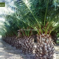 Phoenix Canariensis - Totale Hoogte 80-120 Cm - Pot Ø 26 Cm 10 Phoenix Canariensis - Totale Hoogte 80-120 Cm - Pot Ø 26 Cm -Flora Hart Verkoopwinkel 1991661675