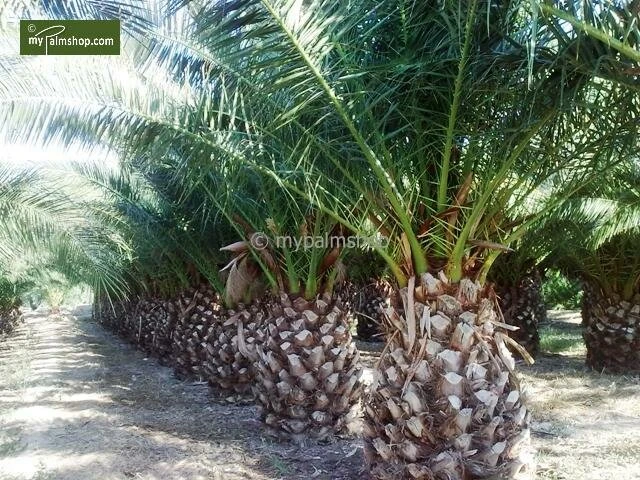 Phoenix Canariensis - Totale Hoogte 80-120 Cm - Pot Ø 26 Cm 6 Phoenix Canariensis - Totale Hoogte 80-120 Cm - Pot Ø 26 Cm - Afbeelding 4