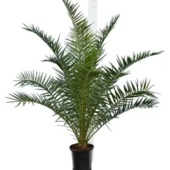 Phoenix Canariensis - Totale Hoogte 140-170 Cm - Pot Ø 28 Cm