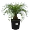 Phoenix Roebelenii - Stam 10-20 Cm - Totale Hoogte 70-90 Cm - Pot Ø 24 Cm 1 Phoenix Roebelenii - Stam 10-20 Cm - Totale Hoogte 70-90 Cm - Pot Ø 24 Cm -Flora Hart Verkoopwinkel 1991661747