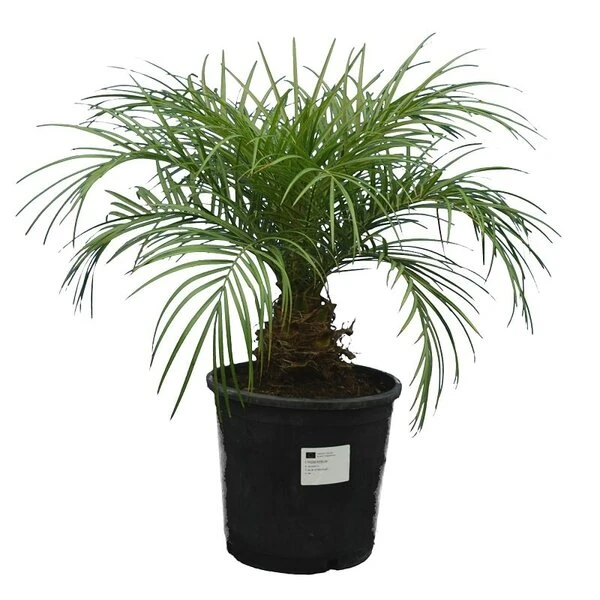 Phoenix Roebelenii - Stam 10-20 Cm - Totale Hoogte 70-90 Cm - Pot Ø 24 Cm 3 Phoenix Roebelenii - Stam 10-20 Cm - Totale Hoogte 70-90 Cm - Pot Ø 24 Cm