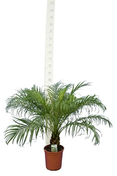 Phoenix Roebelenii - Stam 10-20 Cm - Totale Hoogte 70-90 Cm - Pot Ø 24 Cm 4 Phoenix Roebelenii - Stam 10-20 Cm - Totale Hoogte 70-90 Cm - Pot Ø 24 Cm - Afbeelding 2