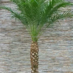 Phoenix Roebelenii - Stam 10-20 Cm - Totale Hoogte 70-90 Cm - Pot Ø 24 Cm 9 Phoenix Roebelenii - Stam 10-20 Cm - Totale Hoogte 70-90 Cm - Pot Ø 24 Cm -Flora Hart Verkoopwinkel 1991661756